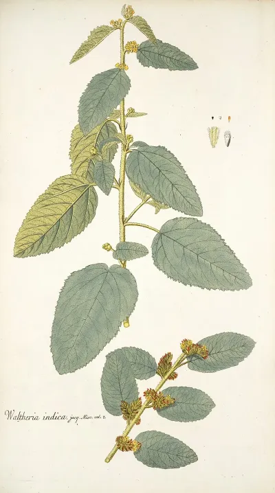 Waltheria Indica