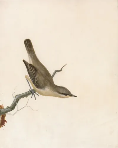 Warbler Reed Wren
