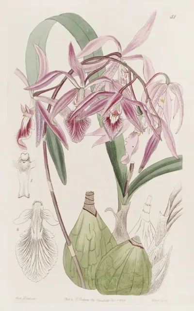 Warted Epidendrum