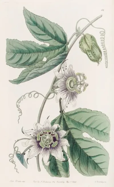 Warted Passion Flower