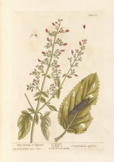 Water Betony Or Figwort