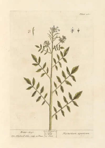 Water Cress