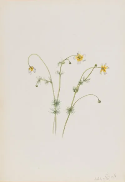 Water Crowfoot Batrachium Trichophyllum