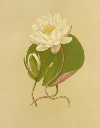 Water Lily 2