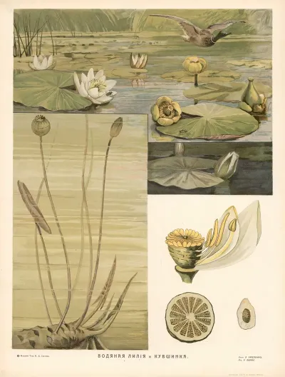 Water Lily 3