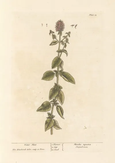 Water Mint