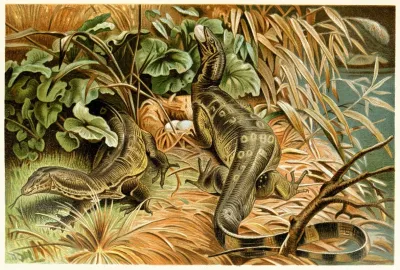 Water Monitors Robbing A Nest