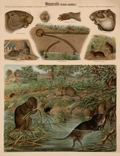 Water Vole Arvicola Amphibius