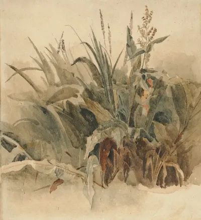 Water Weeds