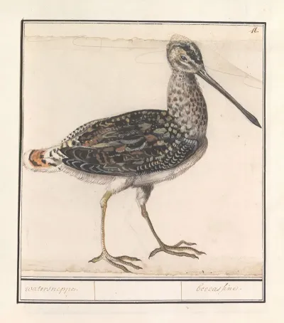 Watersnip Gallinago Gallinago