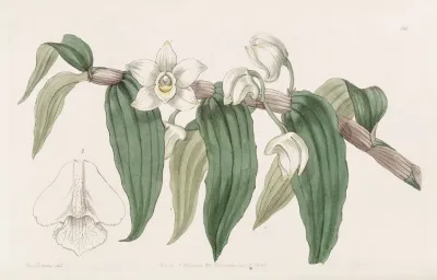 Watery Dendrobium