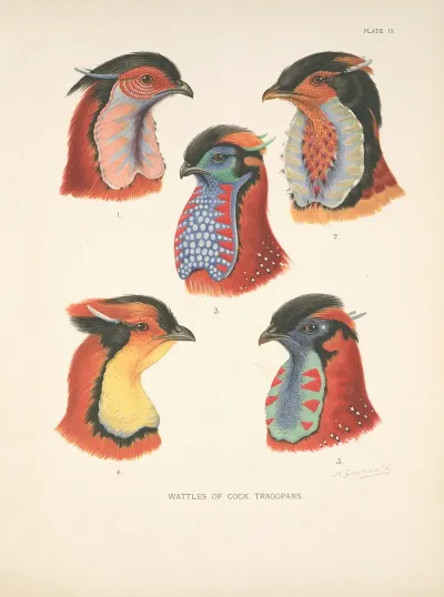 Wattles Of Cock Tragopans 2
