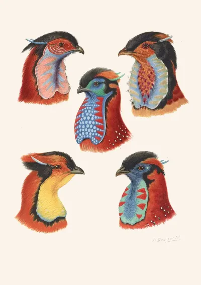 Wattles Of Cock Tragopans