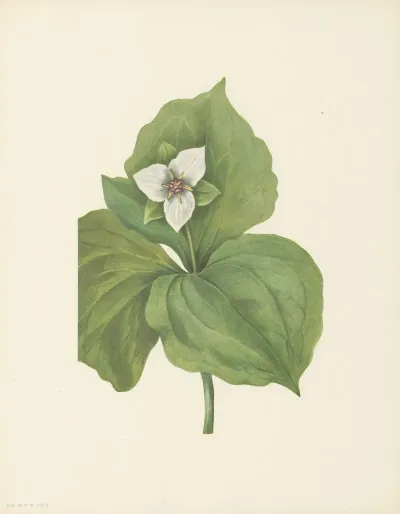 Wax Trillium Trillium Album 3