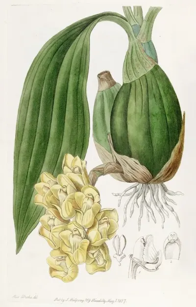 Waxen Dove Flower