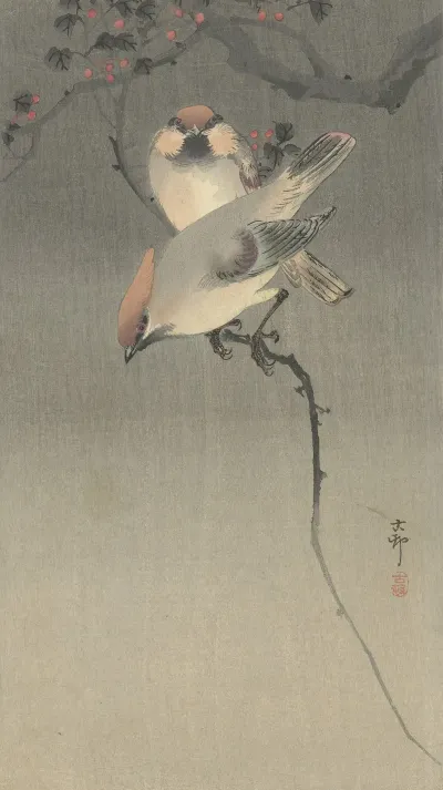 Waxwing Birds