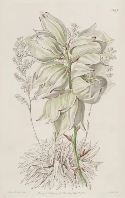 Weak Leaved Adams Needle