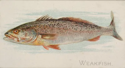 Weakfish