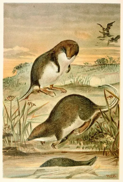 Web Footed Shrews