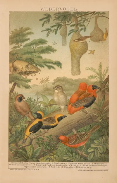 Webervogel