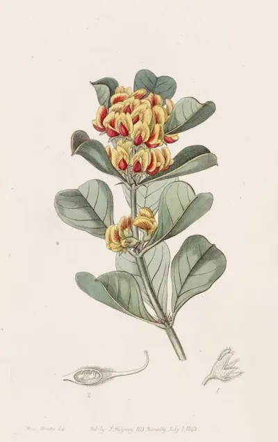 Wedge Leaved Oxylobium