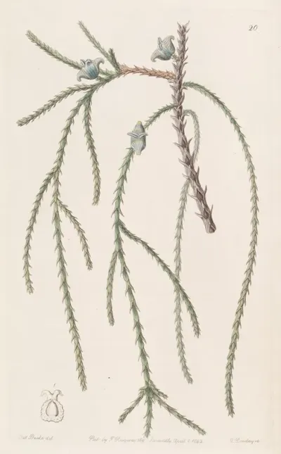 Weeping Arbor Vitae