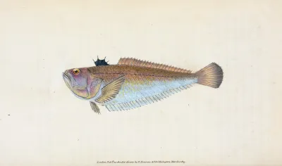 Weever Trachinus Draco