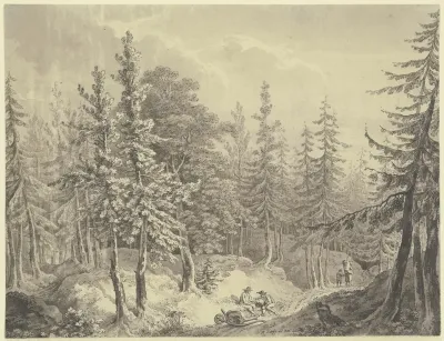 Weg Durch Einen Dichten Tannenwald
