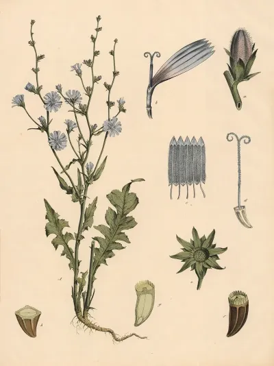 Wegwarte Cichorie
