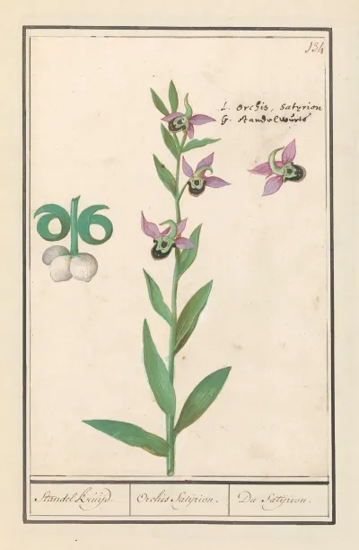 Weidehommelophrys Ophrys Bombyliflora Standel Kruijd Orchis Satijrion Du Satijrion
