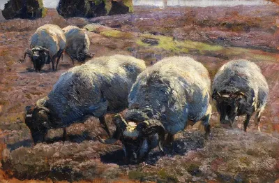 Weidende Schnucken In Sonniger Heide
