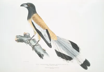 Weigler Rufons Magpie Pica Vagabunga Natives Of Calcutta