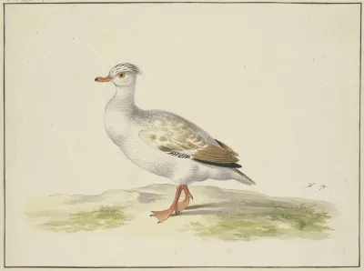 Weise Ente Mit Braunen Flugeln Roten Fusen Und Schnabel