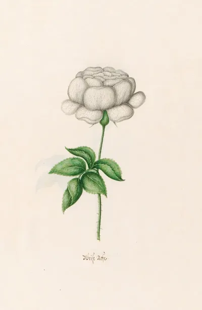 Weise Rose