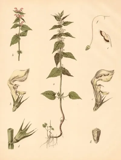 Weisse Taubnessel