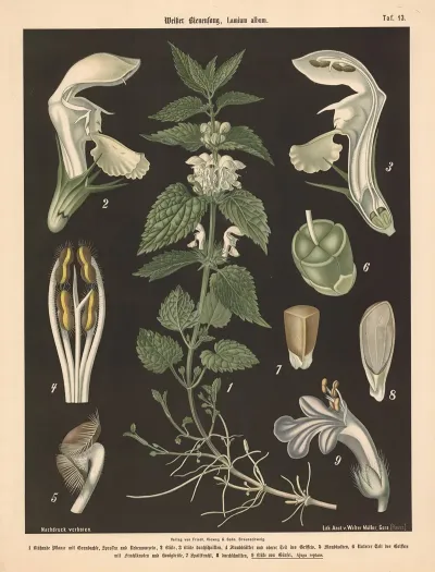 Weisser Bienenfang Lamium Album