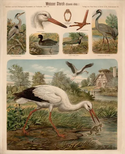 Weisser Storch Ciconia Alba