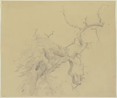 Weitgehend Kahler Baum In Starker Untersicht