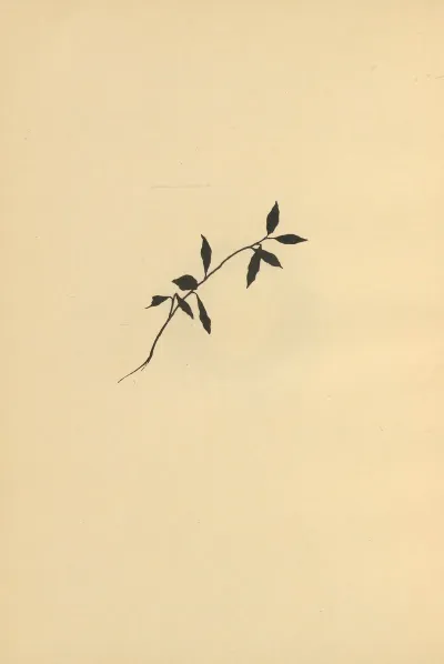 Wenn Fruhlig Wird Pl 44 2