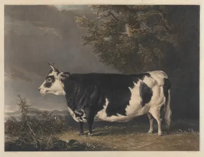 West Highland Heifer Kyloe