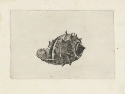 West Indian Crown Conch Melongena Melongena
