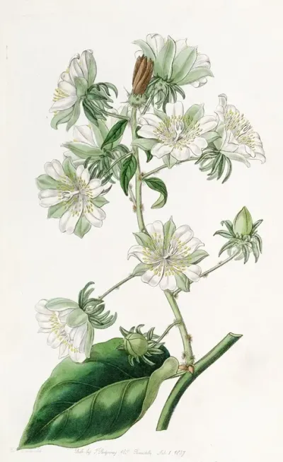 West Indian Gooseberry