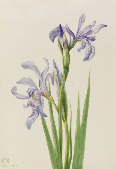 Western Blue Flag Iris Missouriensis