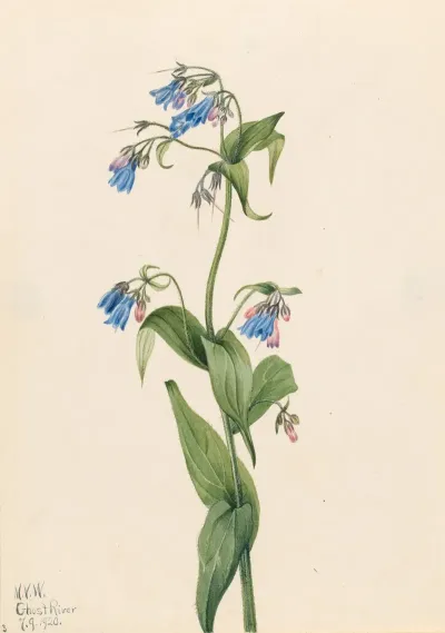 Western Bluebells Mertensia Paniculata 2
