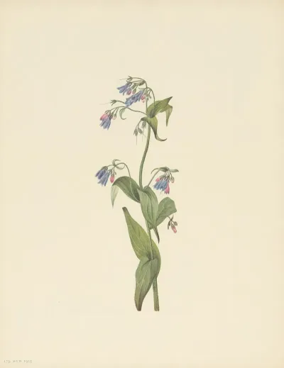 Western Bluebells Mertensia Paniculata 3