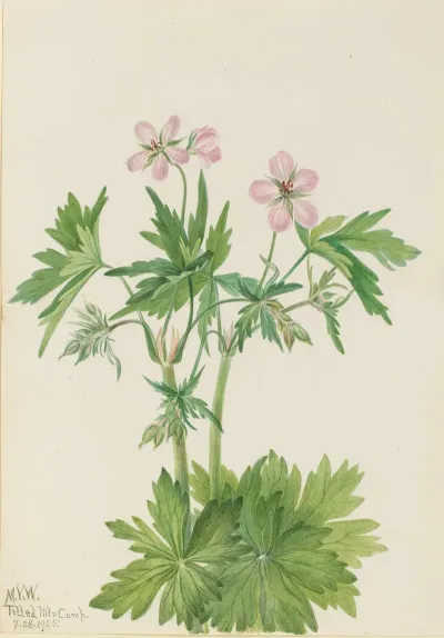Western Cranesbill Geranium Viscosissimum 2