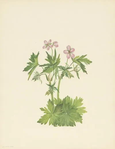 Western Cranesbill Geranium Viscosissimum 3