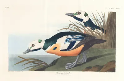 Western Duck