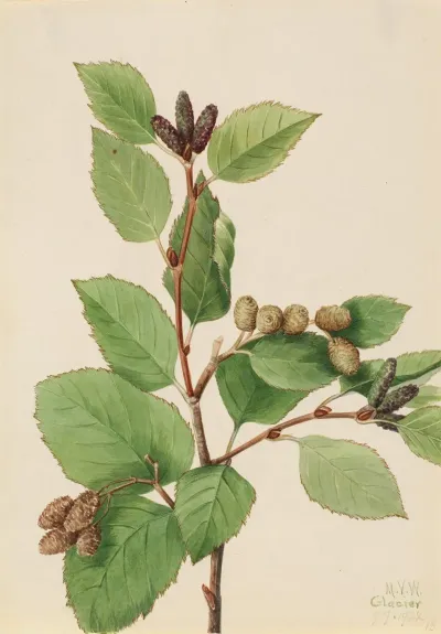 Western Green Alder Alnus Sinuata 2