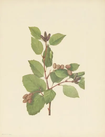 Western Green Alder Alnus Sinuata 3